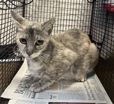 Adoptable Cat
