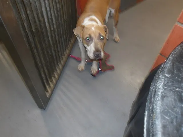 Adoptable Dog