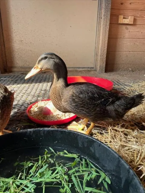 Adoptable Bird