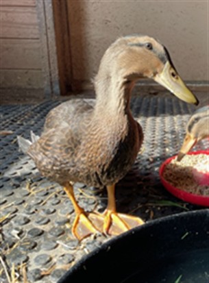 Adoptable Bird