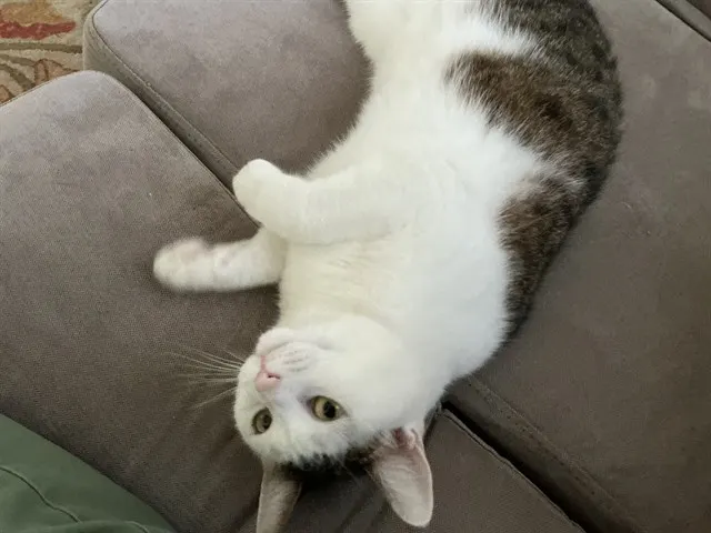 Madeline