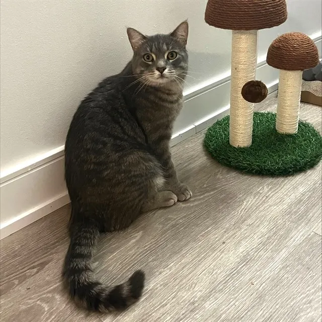 Milo