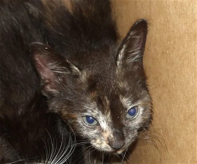 Adoptable Cat