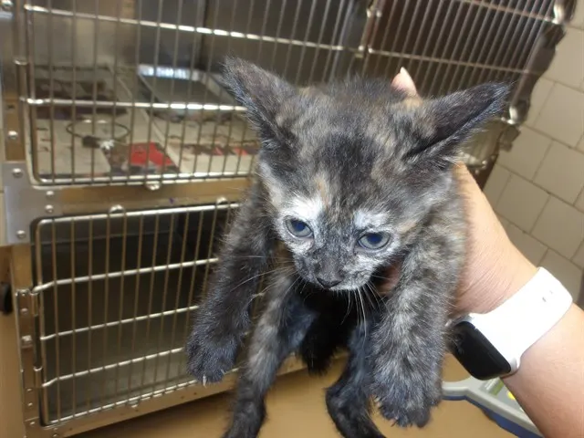 Adoptable Cat
