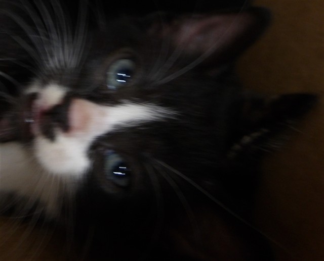 Adoptable Cat