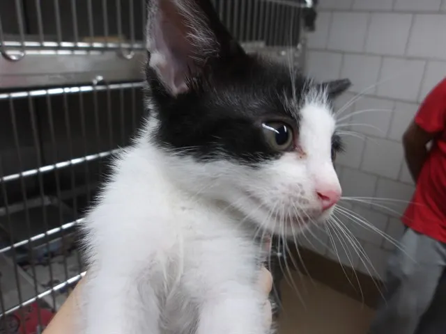 Adoptable Cat
