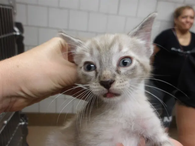 Adoptable Cat