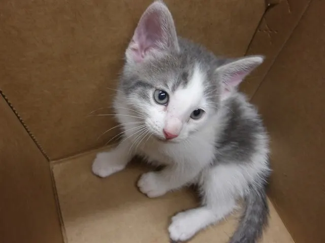 Adoptable Cat