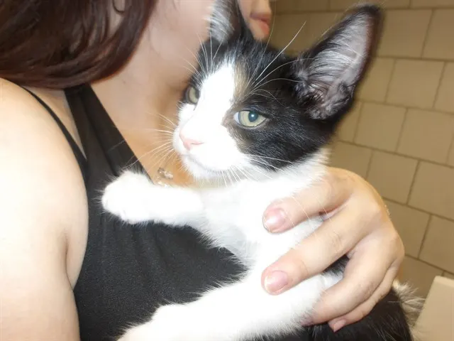 Oreo