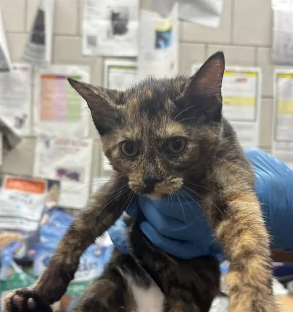 Adoptable Cat