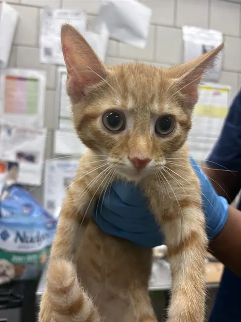 Adoptable Cat