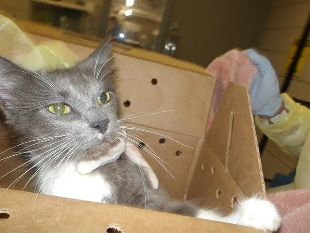 Adoptable Cat