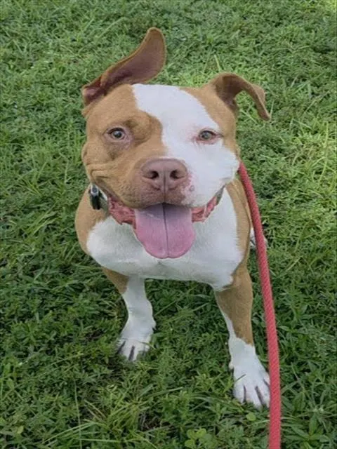 Cheddar
