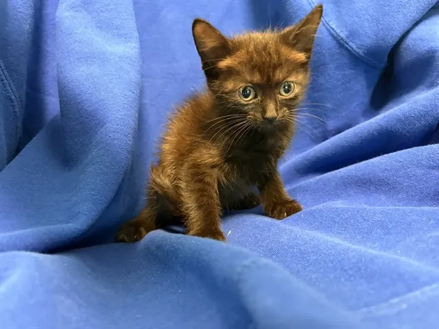 Adoptable Cat