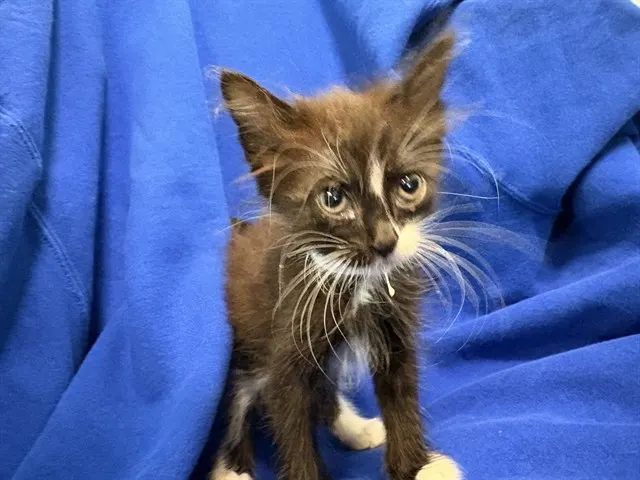 Adoptable Cat