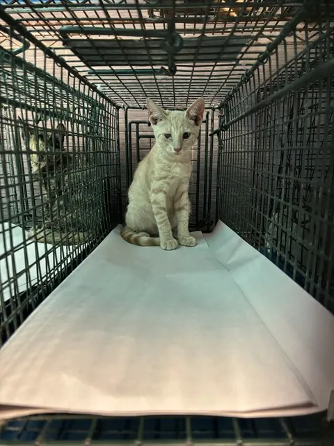Adoptable Cat