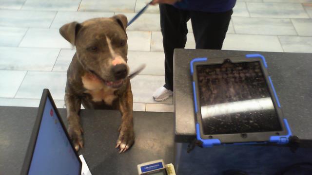 Adoptable Dog
