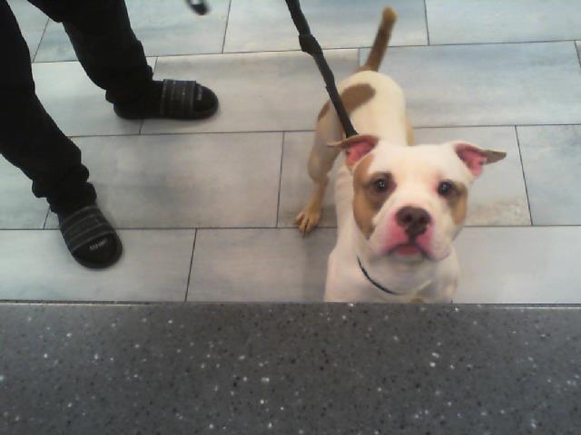 Adoptable Dog
