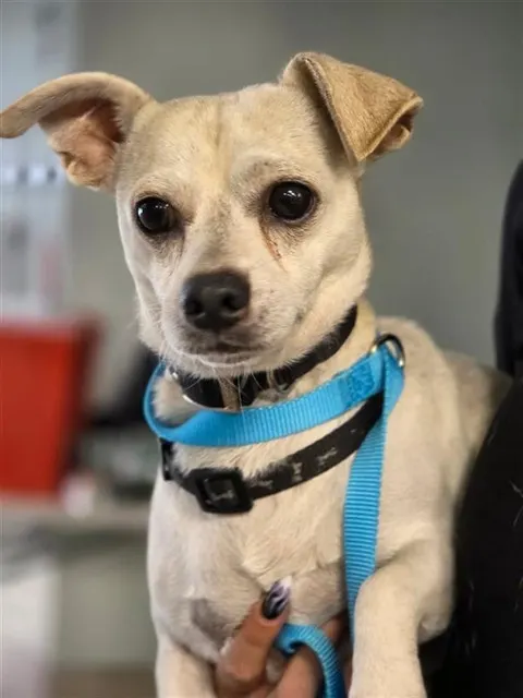Adoptable Dog