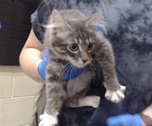 Farrah Pawcett