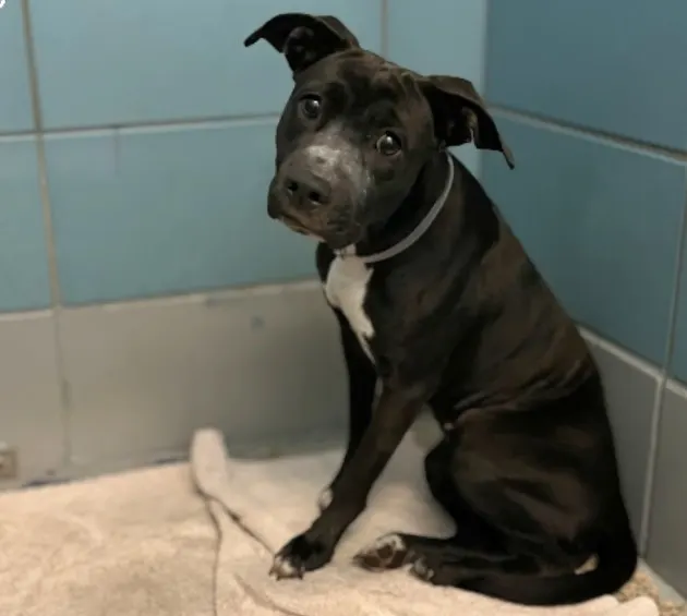 Adoptable Dog