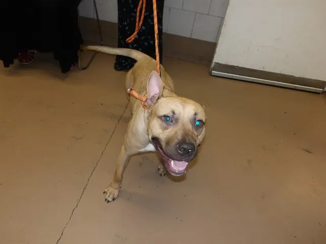 Adoptable Dog