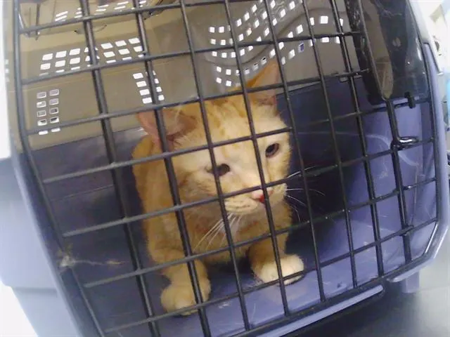 Adoptable Cat