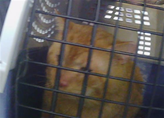 Adoptable Cat