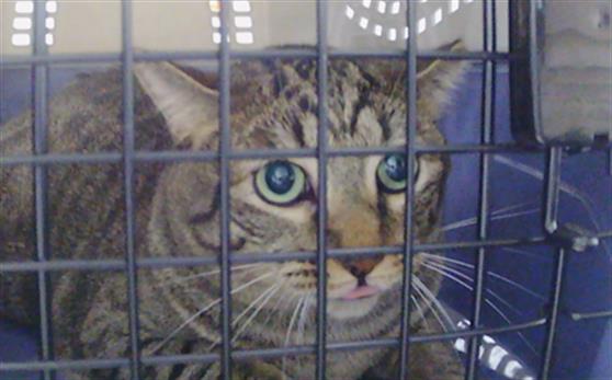 Adoptable Cat
