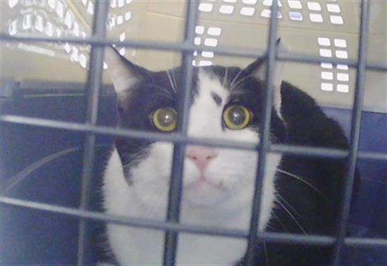 Adoptable Cat
