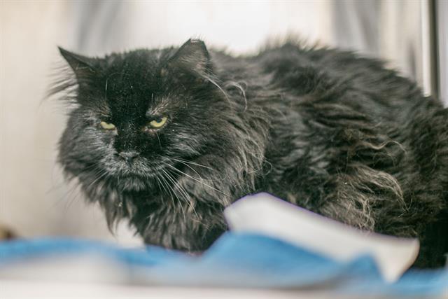 Adoptable Cat