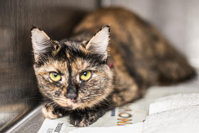 Adoptable Cat