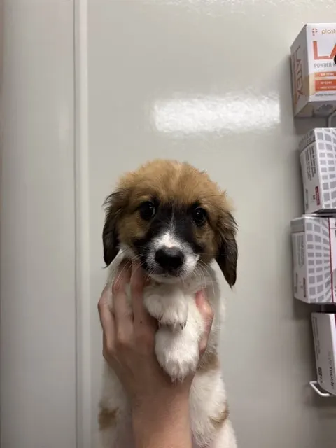 Basil
