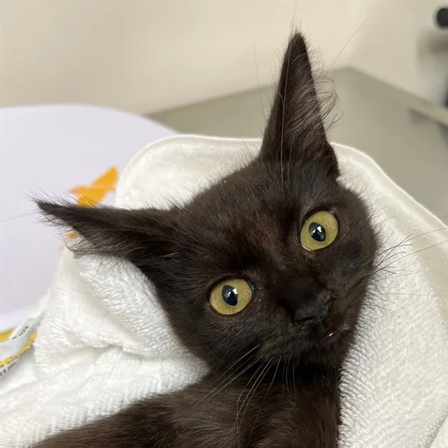 Adoptable Cat