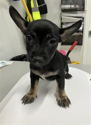 Adoptable Dog