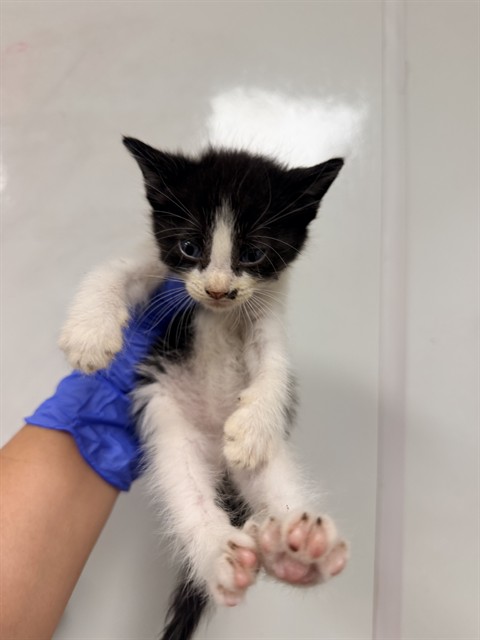 Dune - Needs A Foster