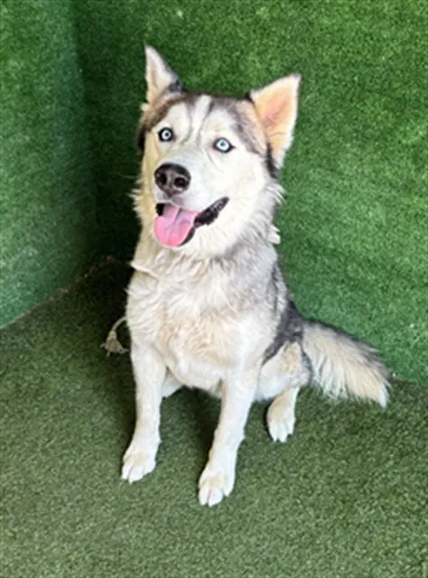 Loki