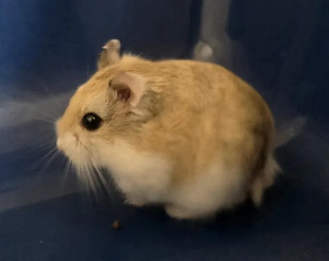 Nala
