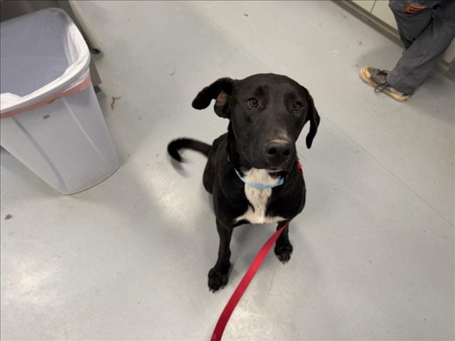 Adoptable Dog