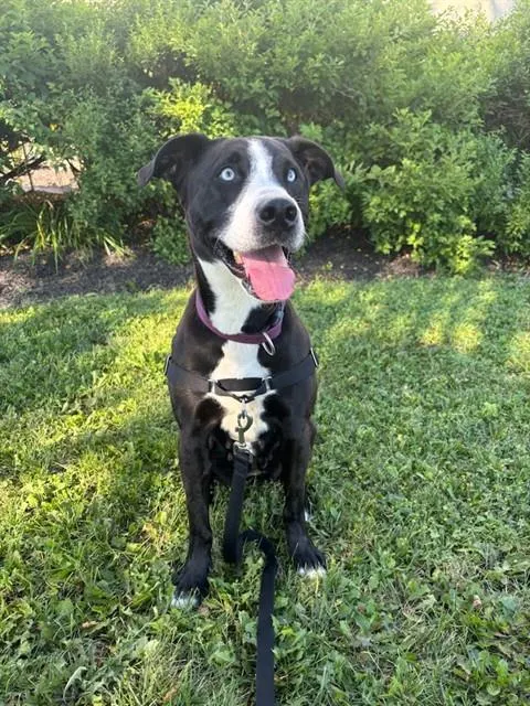Dani