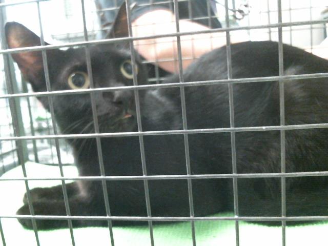 Adoptable Cat