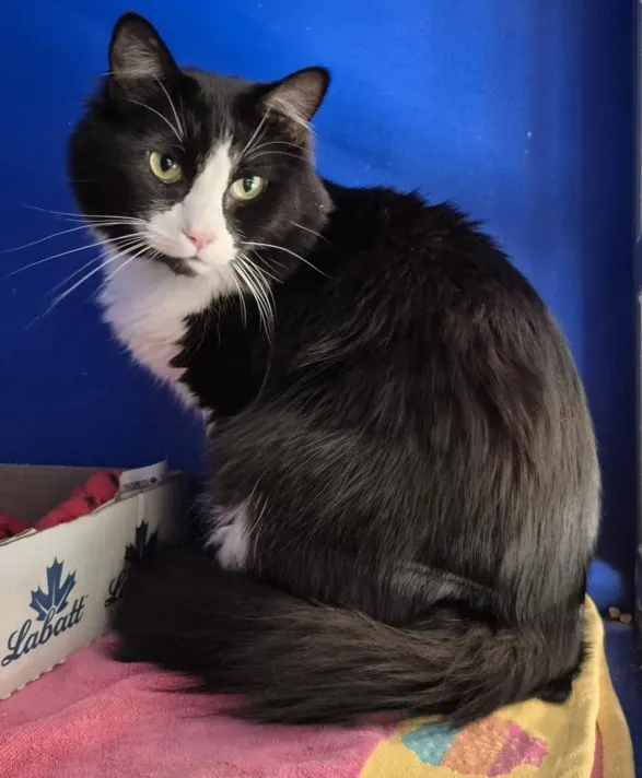 Oreo Mittens