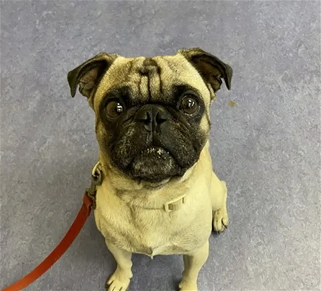 Adoptable Dog