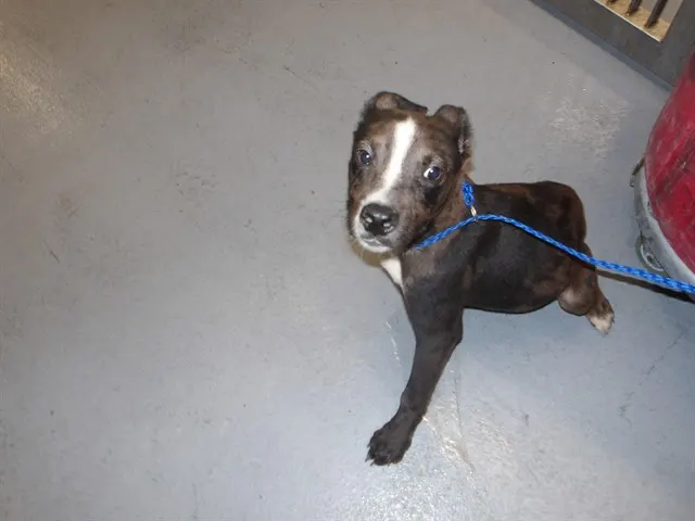 Adoptable Dog