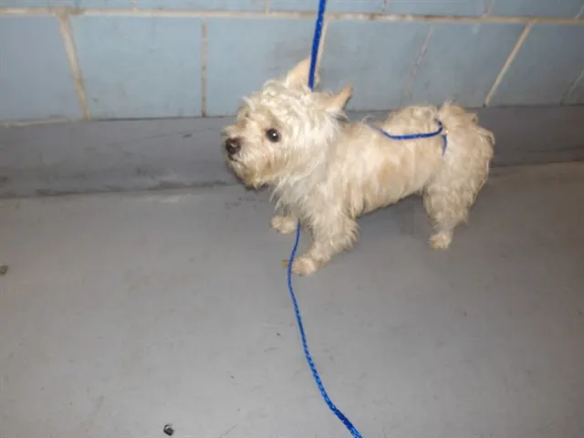 Adoptable Dog