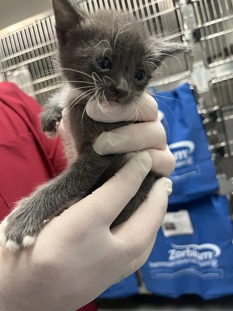 Adoptable Cat