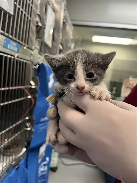 Adoptable Cat