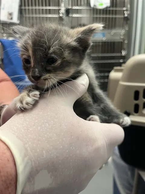 Adoptable Cat
