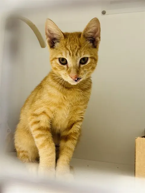 Duncan