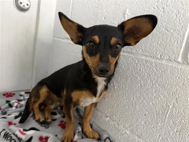 Adoptable Dog